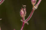 Manyflower beardtongue